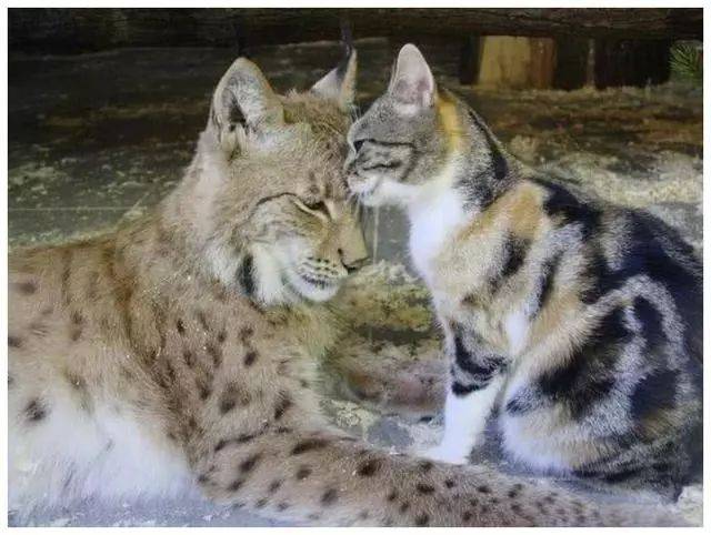 这只猫咪情商了得和猞猁成了知心朋友没少占便宜