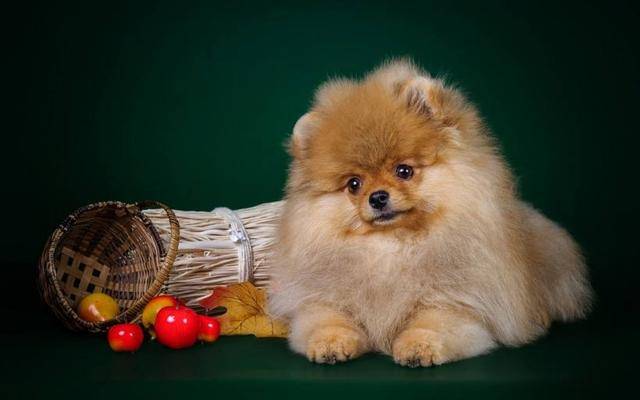 相反還會導致大量掉毛,淚痕加重等等,博美犬的主食最好選擇營養豐富