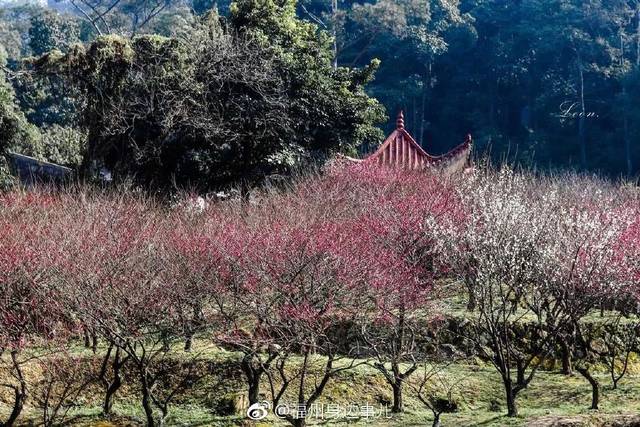 鼓山梅花开了!福州最全赏花攻略请收好!