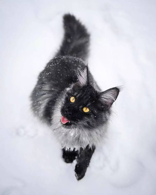雪地金猫图片