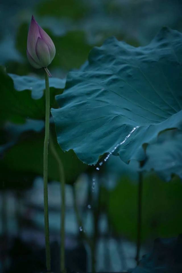 一曲《镜湖自照》| 守一颗淡泊之心,拥一份淡然之美