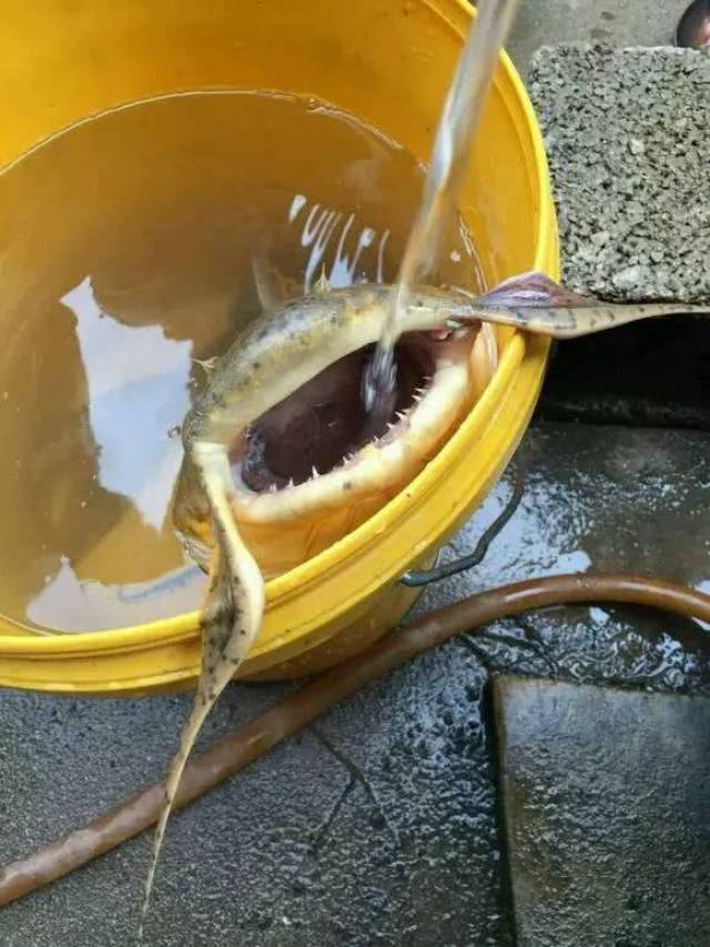 江里钓上奇鱼,长得像牛魔王,吃起来是老南瓜