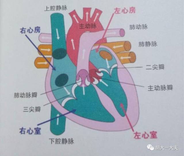 左心耳位置图片