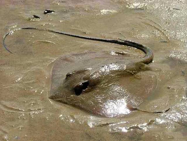 青岛人说的老板鱼是什么鱼尾巴一根长针有毒