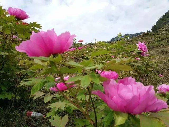 山城手錶墊江半馬丨重慶最美牡丹花馬浪漫來襲