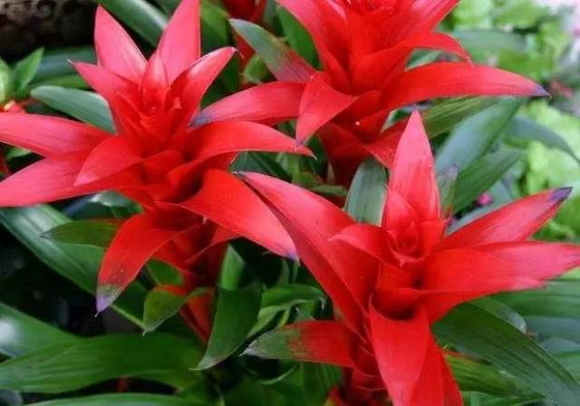 养这些植物,好运连连 万事顺利!