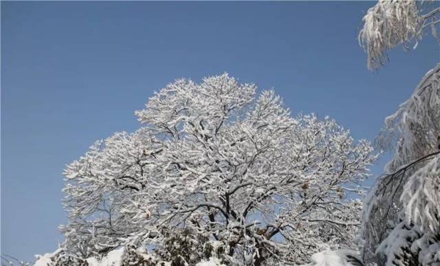 抱犊崮雪景图片