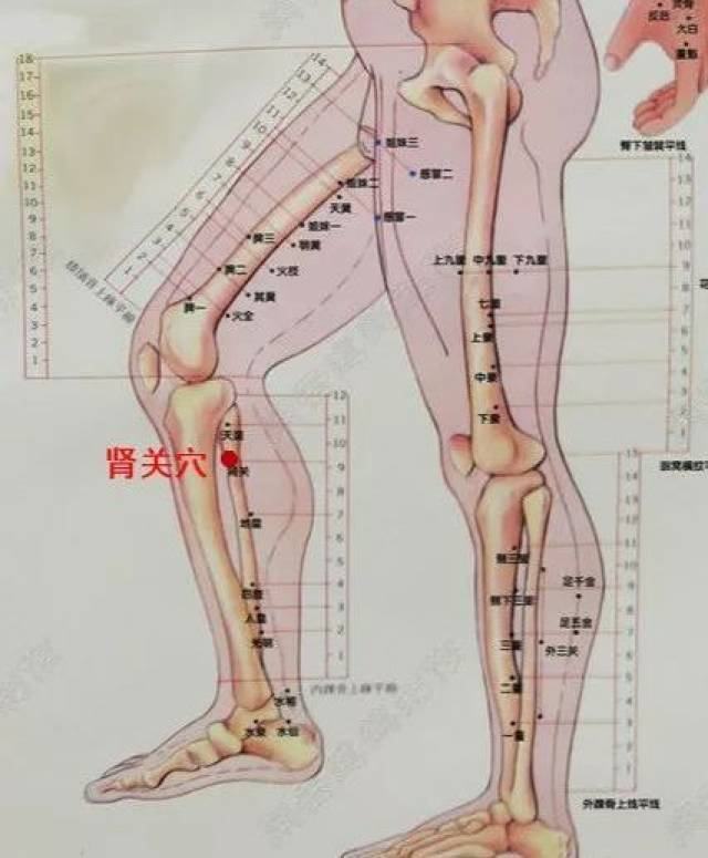 2,肾关穴治尿频说明:重子与重仙两穴近传统十四经肺经,亦入肺经,因此