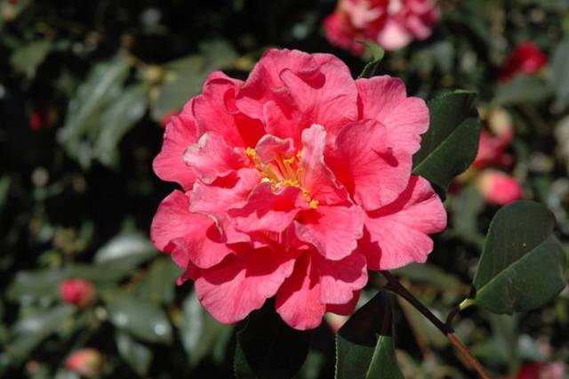 为了使大家近距离观察山茶花花朵结构,体会品种多样性,东园展示中心将