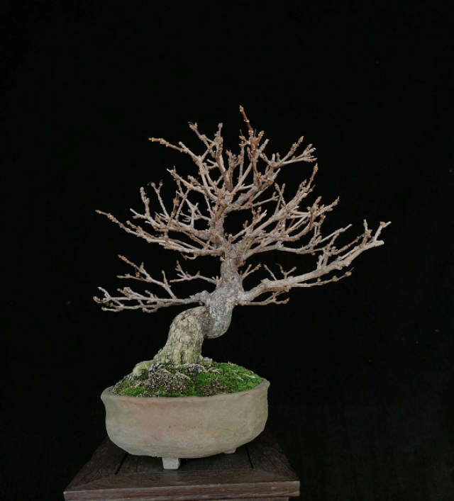 小叶性香枫 品种珍奇.叶片散发淡淡麻香.