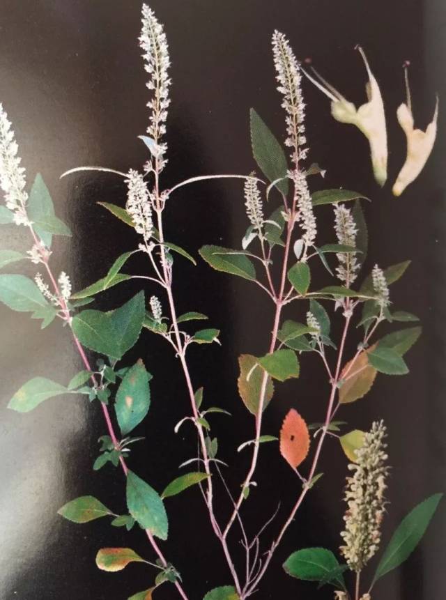 【白州医院名中医】有人割回野坝蒿,一年四季不感冒!