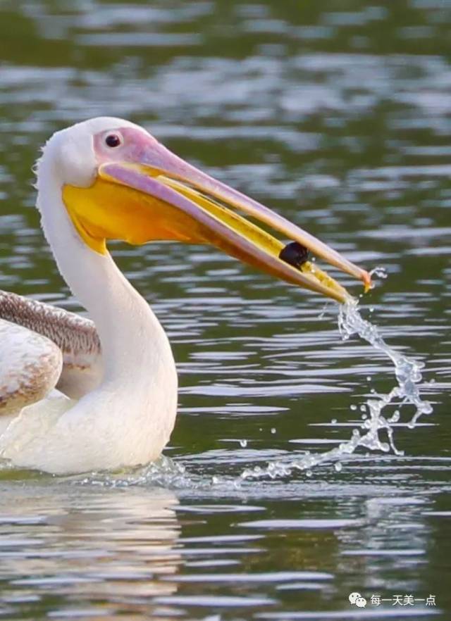 这鸟你读成"提壶"没错!