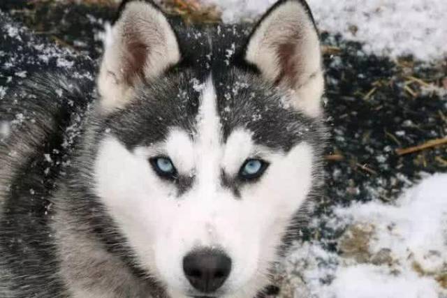 哈士奇为什么学狼叫?那是因为它骨子里也有狼