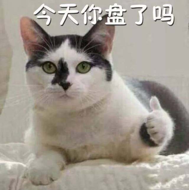 盘”猫集福，喜迎新年_手机搜狐网