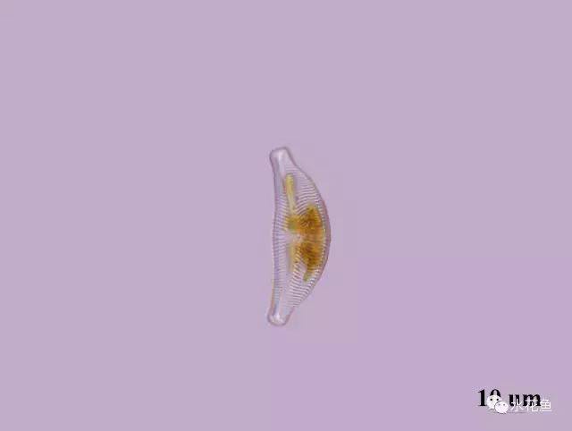 高清图谱(中):水体浮游生物