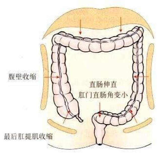 直肠与肛门的距离图片