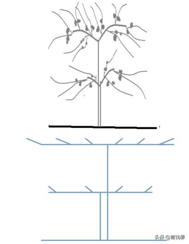 葡萄电杆式宽顶篱架的基本结构与其相适应的葡萄树形