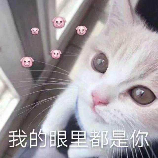 搞笑:9張動物搞笑表情包讓你笑個不停