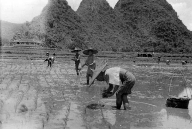 图为1934年插秧的农民