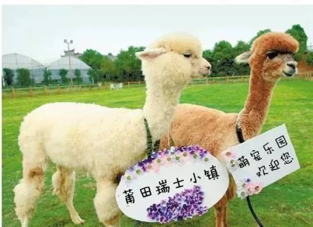 莆田首个萌宠动物园春节隆重开园!