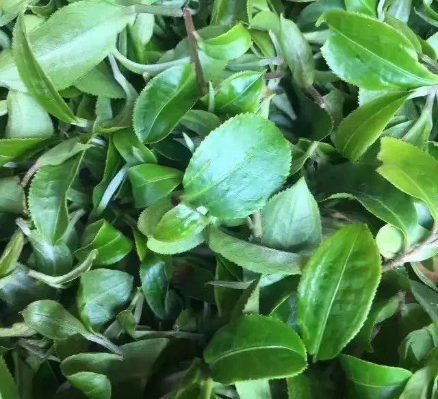 商会之窗◆生活篇|猫耳朵,到底是什么茶?