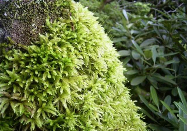 苔藓植物代表植物图片