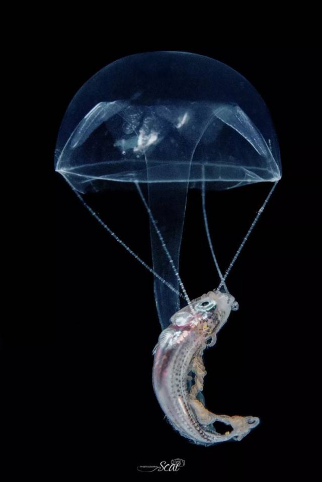 黑水——潜水的另一个世界,深夜大海里的星空漫步