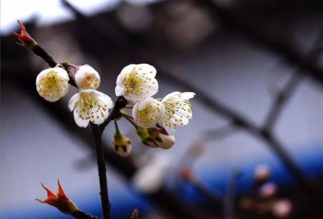 《论语·先进》春秋·曾皙 立春有"三候(迎春花(樱桃花 再