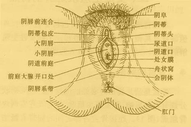 女性下面形状图片大全图片