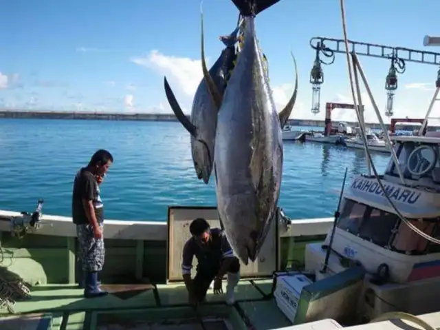 为什么蓝鳍金枪鱼能卖这么贵的价格呢?看完或