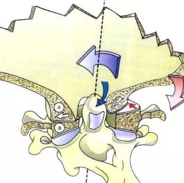 翼状韧带的解剖(三):生物力学研究