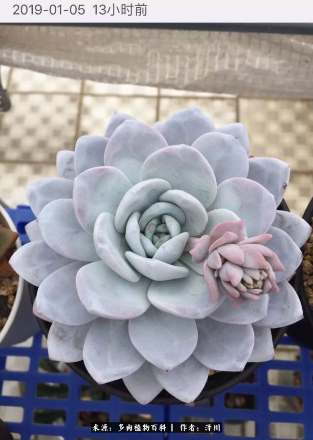 新年新希望:包邮区多肉超强对比帖!