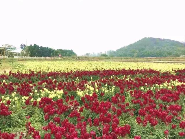 中山各大花海美翻天,春节赏花绝不可错过!