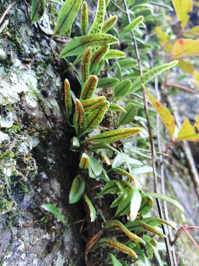 长在树木表面的植物,人们称为抱树莲,网友:别名叫肉石斛