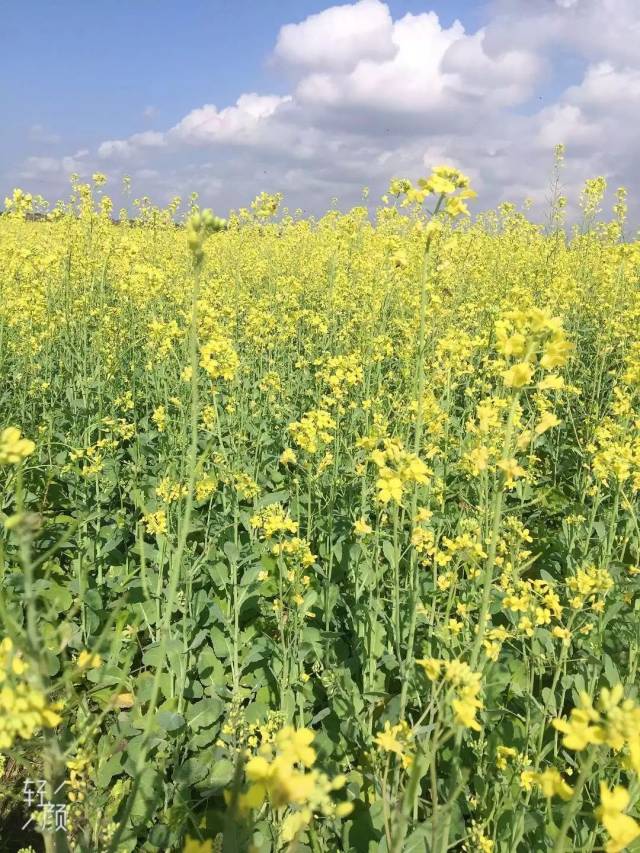 北海赤西村油菜花地址图片