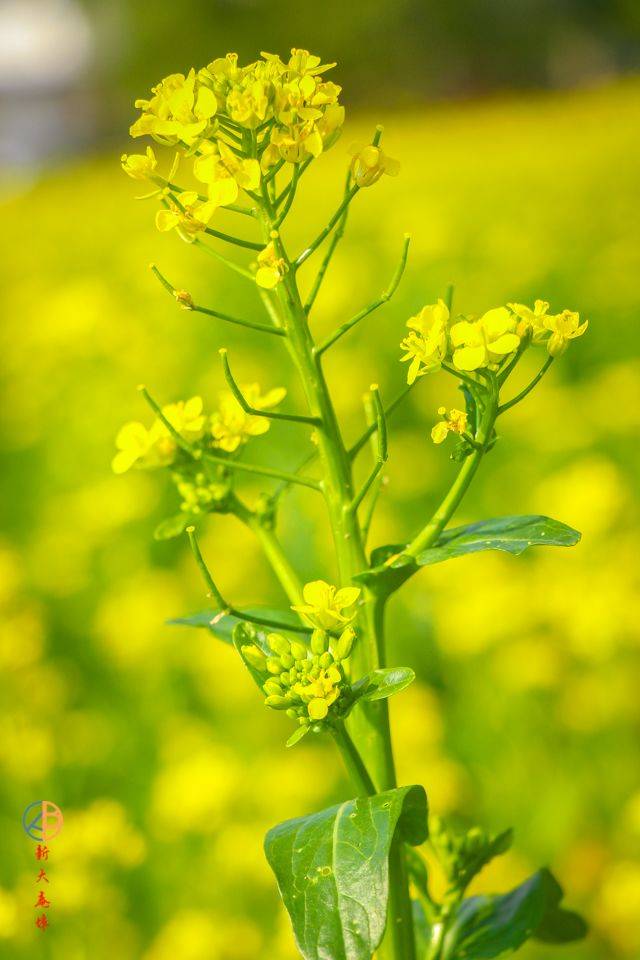 菜籽花叶子图片图片