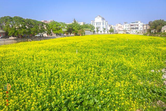 汕头沟南许地油菜花花海来袭!约吗?