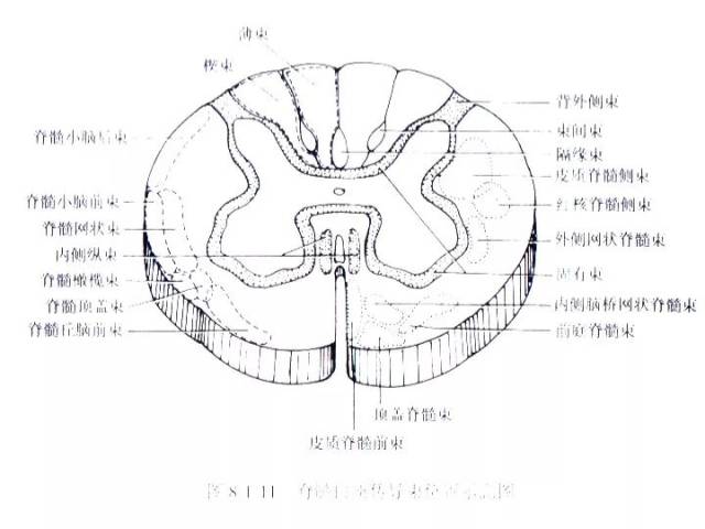 脊髓横断面解剖图图片