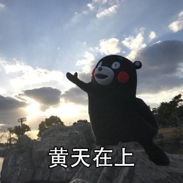 熊本熊表情包:我愿用身上20斤肉换取2019整年的财源滚滚