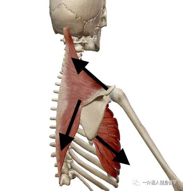 肩胛骨上回旋的肌肉图片