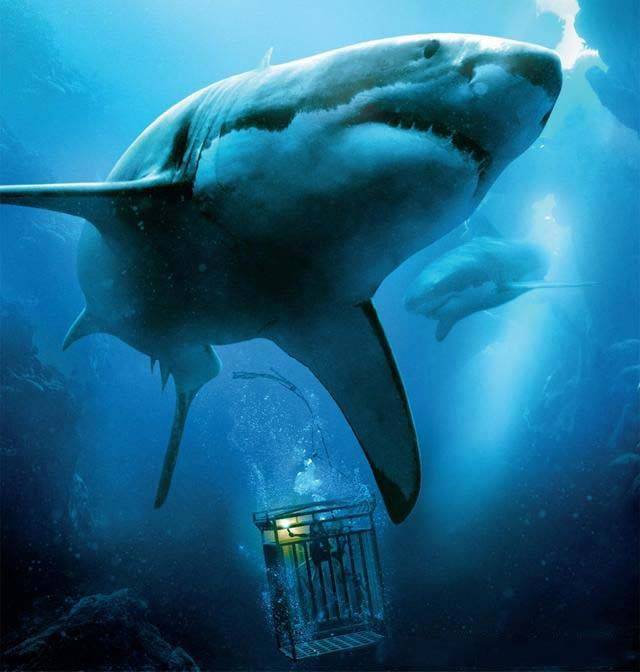 1 咬合力最强的生物 —— 巨齿鲨身长:203米体重:103吨