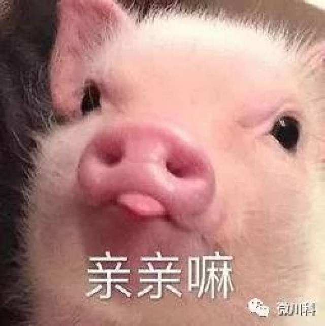 猪和猪亲嘴的照片图片
