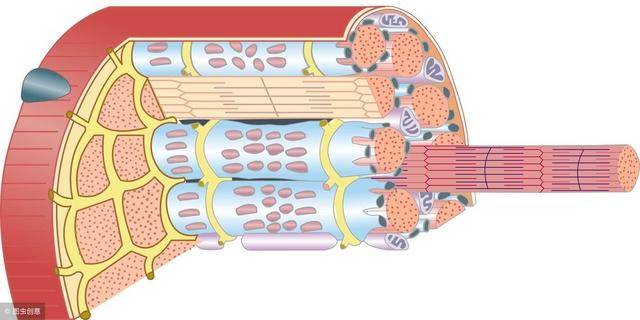 骨骼肌卫星细胞图片