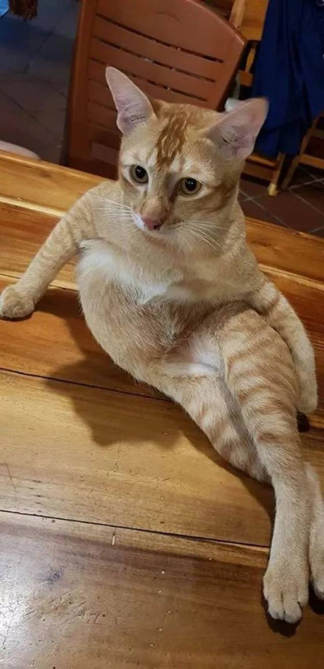 主人在喝酒,这猫就在边上这样坐着看,只是这姿势,好骚哦.