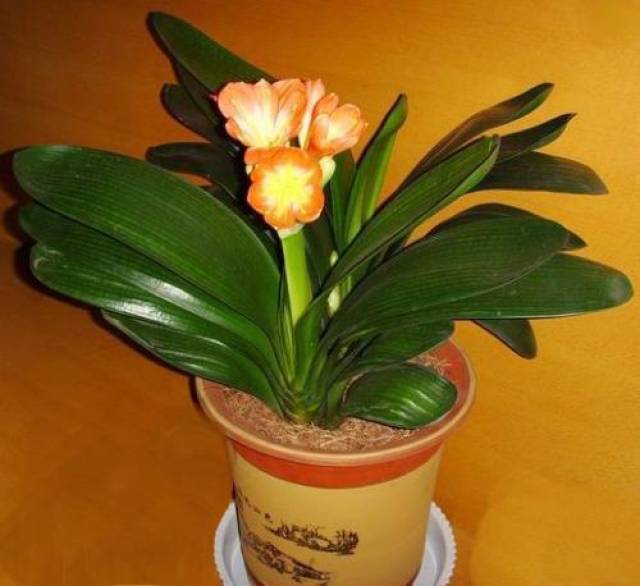 养 君子兰 这 3种 肥不能缺 有了它们植物早开花 君子兰专用肥可以给其他花草用吗 双偶网