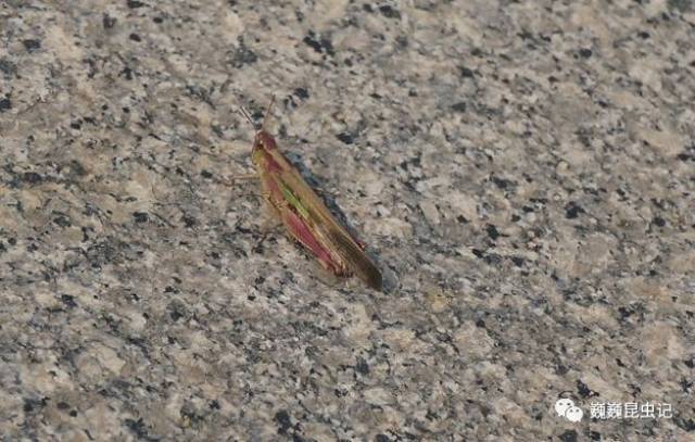 【虫出江湖】我的2018野外物种记录(下)