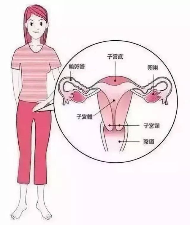 女性之所以可以孕育生命,是因为她们拥有子宫这个至关重要的甚至器官