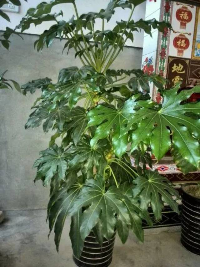 寓意八方来财的八角金盘,快养一盆吧!_手机搜狐网