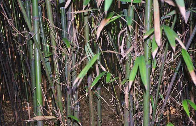 (竹种类)实心苦竹