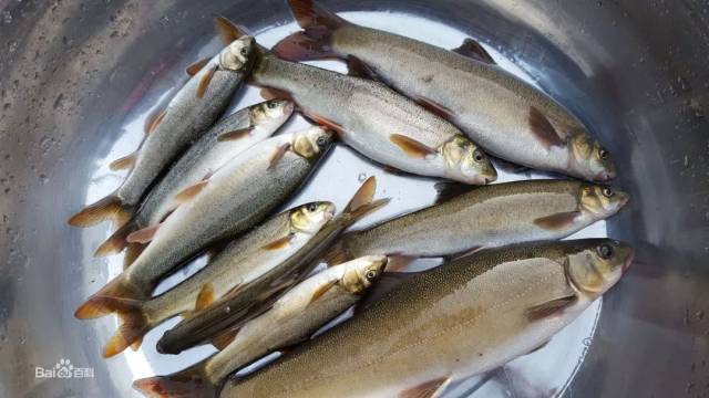 地球上海拔最高处的两种鱼类